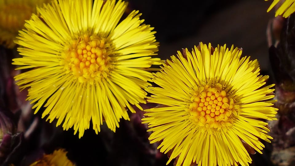 flowers